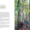 Green Wood Carving